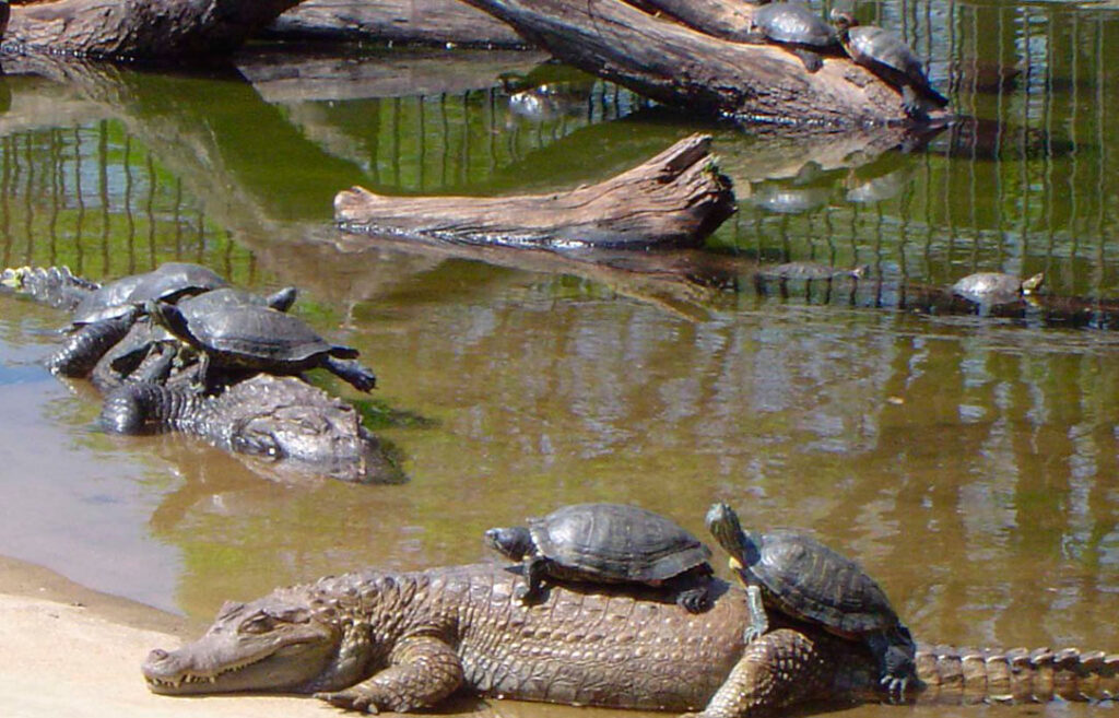 O zoológico de Brasília e Museu de Ciências Naturais e o Borboletário