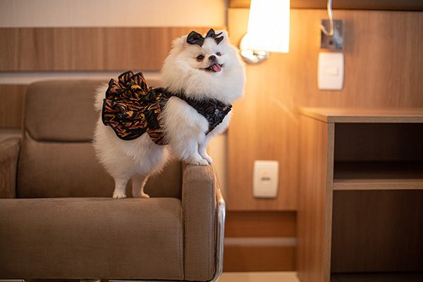 hotel pet friendly em brasilia